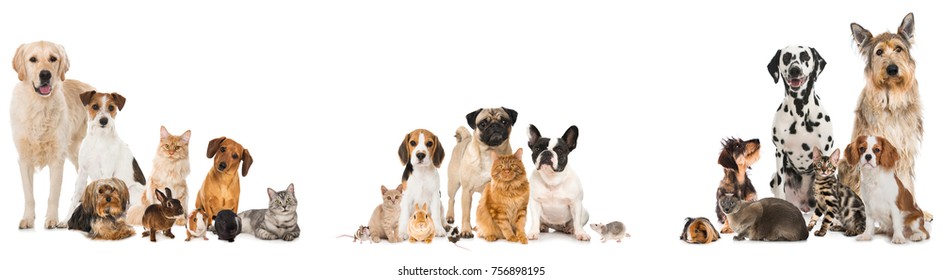Veel huisdieren geïsoleerd op een witte achtergrond