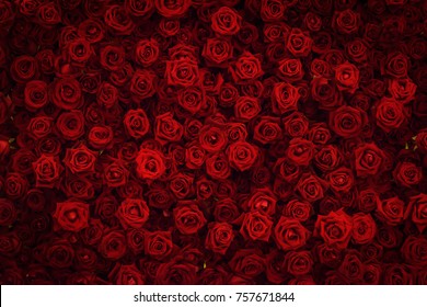 赤いバラの背景。
