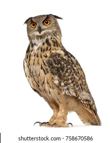 Retrato de Eurasia Eagle-Owl, Bubo bubo, una especie de búho real, de pie delante de un fondo blanco