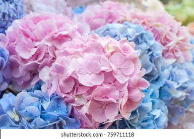 Blaue und rosa Blüten der Hortensie aus nächster Nähe. Natürlicher Hortensienblumenhintergrund, flacher DOF.
