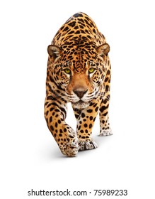 Jaguar, Panther, vooraanzicht, geïsoleerd op wit, schaduw. Hetzelfde over zwart - afbeeldings-ID: 89436664