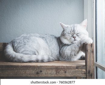 Cute cat sleeping on wooden shelf under light from a window