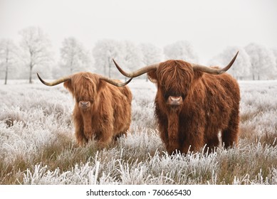 Harige Schotse hooglanders in een natuurlijk winterlandschap van een nationaal park in de regio Drenthe