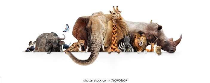 Reihe afrikanischer Safaritiere, die ihre Pfoten über ein weißes Banner hängen. Das Bild ist so bemessen, dass es auf einen Platzhalter für beliebte Social-Media-Timeline-Fotos passt