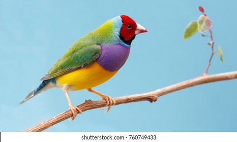 オーストラリアからの美しい多色のコキンチョウの鳥