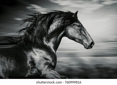 portret van het Spaanse rennende paard, zwart-wit foto