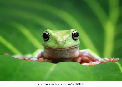 Laubfrosch, pummeliger Frosch auf Blättern