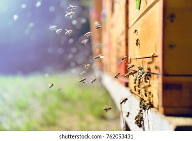 Sluit omhoog van vliegende bijen. Houten bijenkorf en bijen.