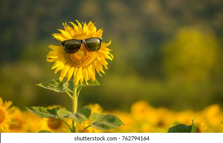 Zonnebloem met zonnebril