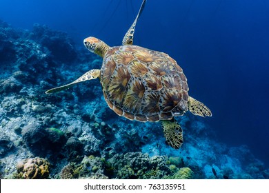 Green sea turtle swimming above a coral reef closeup. Sea turtles are becoming threatened due to illegal human activities.