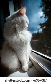 Weiße Katze sitzt spät in der Nacht am Fenster