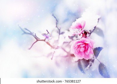 青とピンクの背景に雪と霜の中に美しいピンクのバラと蝶。雪が降る。芸術的な冬の自然のイメージ。セレクティブ フォーカスとソフト フォーカス。