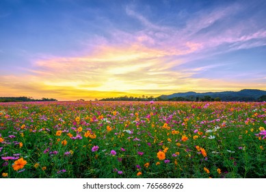 花畑で美しい夕日 Hd壁紙のダウンロード