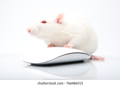 White rat albinos with computer mouse