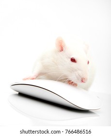 コンピューターのマウスを持つホワイト ラット アルビノ