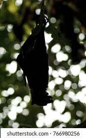 Murciélago de la fruta colgado boca abajo
