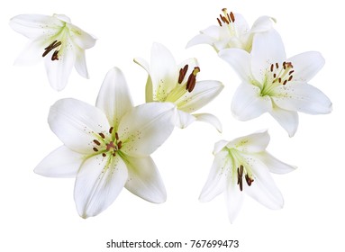 Schöne weiße Lilienblumen isoliert auf weißem Hintergrund