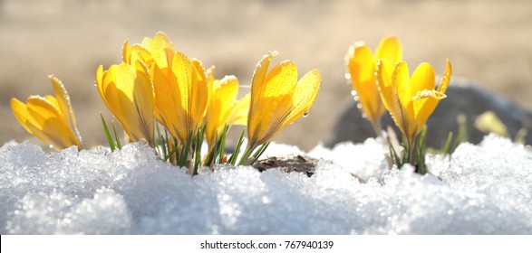 春の晴れた日に戸外でクロッカスが黄色い花を咲かせます。鮮やかな白い雪を背景に美しいサクラソウ。