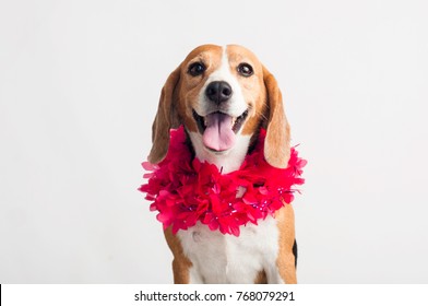 Schöner, liebenswerter Beagle-Hund mit Halsblumen auf weißem Hintergrund. Rosa