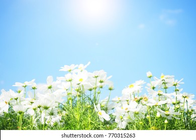 Wallpaper Purple Flowers Under Blue Sky During Daytime Background   Download Free Image