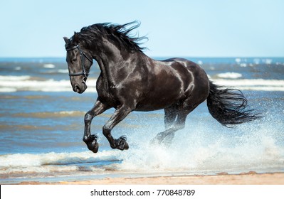zwart Fries paard loopt galop op het water aan de kust