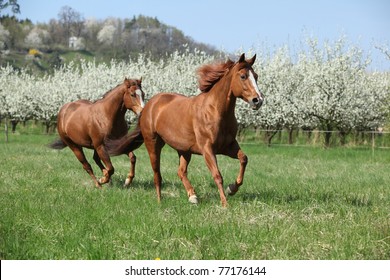 Leuke quarterhorses die voor bloeiende pruimenbomen rennen