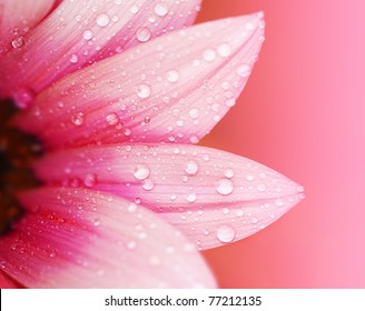 Rosa Blütenblätter, Makro auf Blume, schöner abstrakter Hintergrund