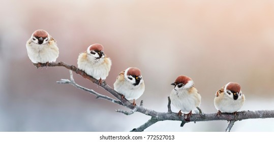 năm chú chim nhỏ ngộ nghĩnh ngồi trên cành cây trong khu vườn mùa đông, khom lưng