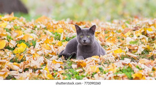 Russische blauwe kat in de natuur