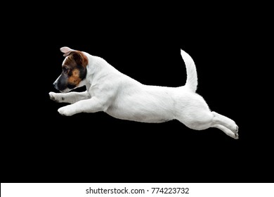witte puppy Jack Russell Terrier springen op de zwarte achtergrond