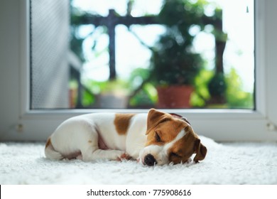 Cachorro de Jack Russel en la alfombra blanca. Perro pequeño duerme en la casa
