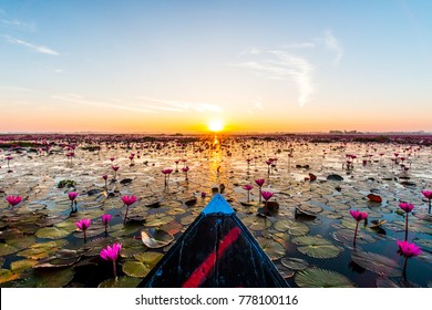Das Meer aus rotem Lotus, Thailand