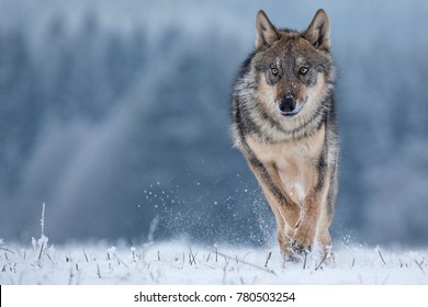 Lobo corriendo en la nieve
