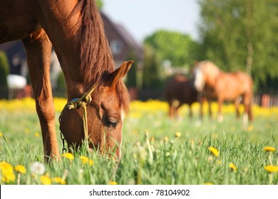 Bruin paard dat gras eet op het veld met paardebloemen