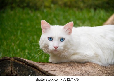 Mooie witte kat lichtblauwe ogen