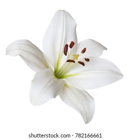 Helle Lilie der Blume lokalisiert auf weißem Hintergrund.