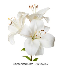 Ein Strauß heller Lilien isoliert auf weißem Hintergrund.