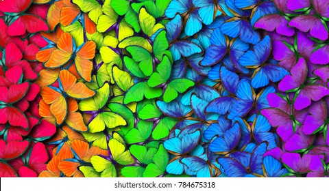 虹の色。色とりどりの蝶モルフォ、テクスチャ背景のパターン。