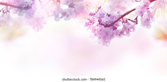 Abstrakte Blumenkulisse aus violetten Blumen über Pastellfarben mit weichem Stil für Frühling oder Sommer. Bannerhintergrund mit Kopierbereich.