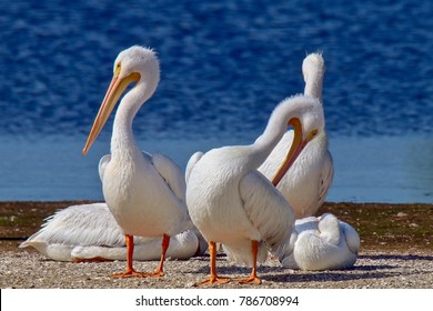 Pelícanos blancos americanos tomando el sol en JN "Ding" Darling National Wildlife Refuge en Sanibel Island, Florida