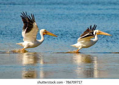 Two American White Pelicans taking flight over lake at J. N. "Ding" Darling National Wildlife Refuge on Sanibel Island, Florida
