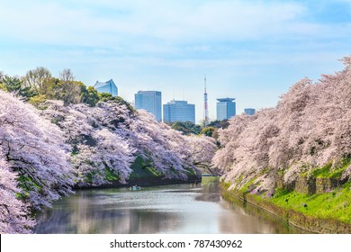 Cherry blossoms at Chidorigafuchi/Chidorigafuchi is a famous sightseeing spot with Japanese cherry blossoms