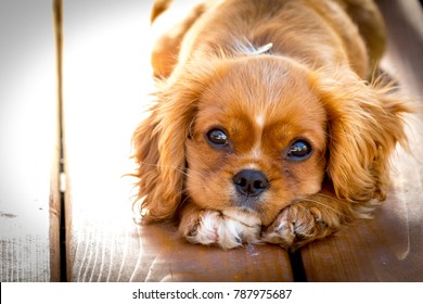 Sunset portrait of a King Charles Cavalier puppy. This is a very loving and wonderful family pet. They love to play and cuddle and make you very happy.