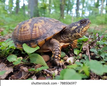Eine östliche Dosenschildkröte, die ihre Umgebung überprüft.