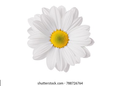 白い背景に美しく繊細なカモミールの花