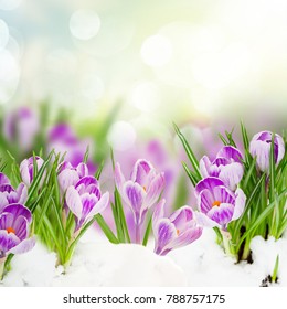 bunga crocus musim semi di bawah salju di latar belakang bokeh taman