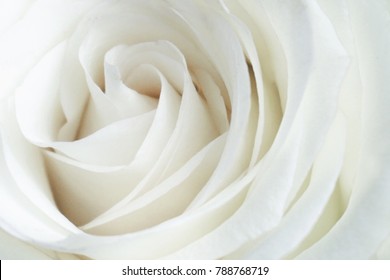 Weiße Rosennahaufnahme kann als Hintergrund verwendet werden. Weich und verträumt