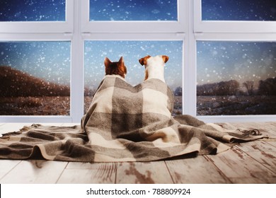 Perro y gato bajo un plaid mirando por la ventana. Mascotas sentadas boca arriba