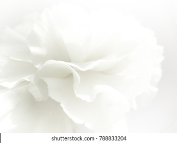Nền hoa trắng. Macro của kết cấu cánh hoa trắng. Hình ảnh mơ mộng mềm mại