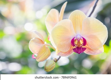 Orchideenblume im Garten am Winter- oder Frühlingstag für Weihnachten und Frohes neues Jahr 2021 Postkartenentwurf. Phalaenopsis Orchidee.